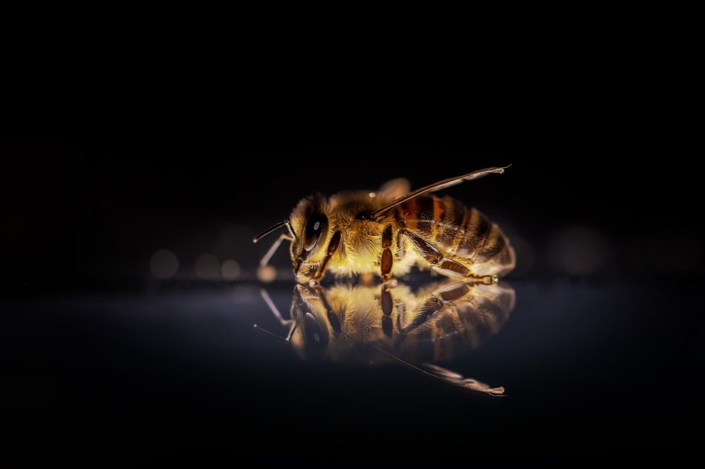 Las distintas especies de abejas en el mundo y sus características
